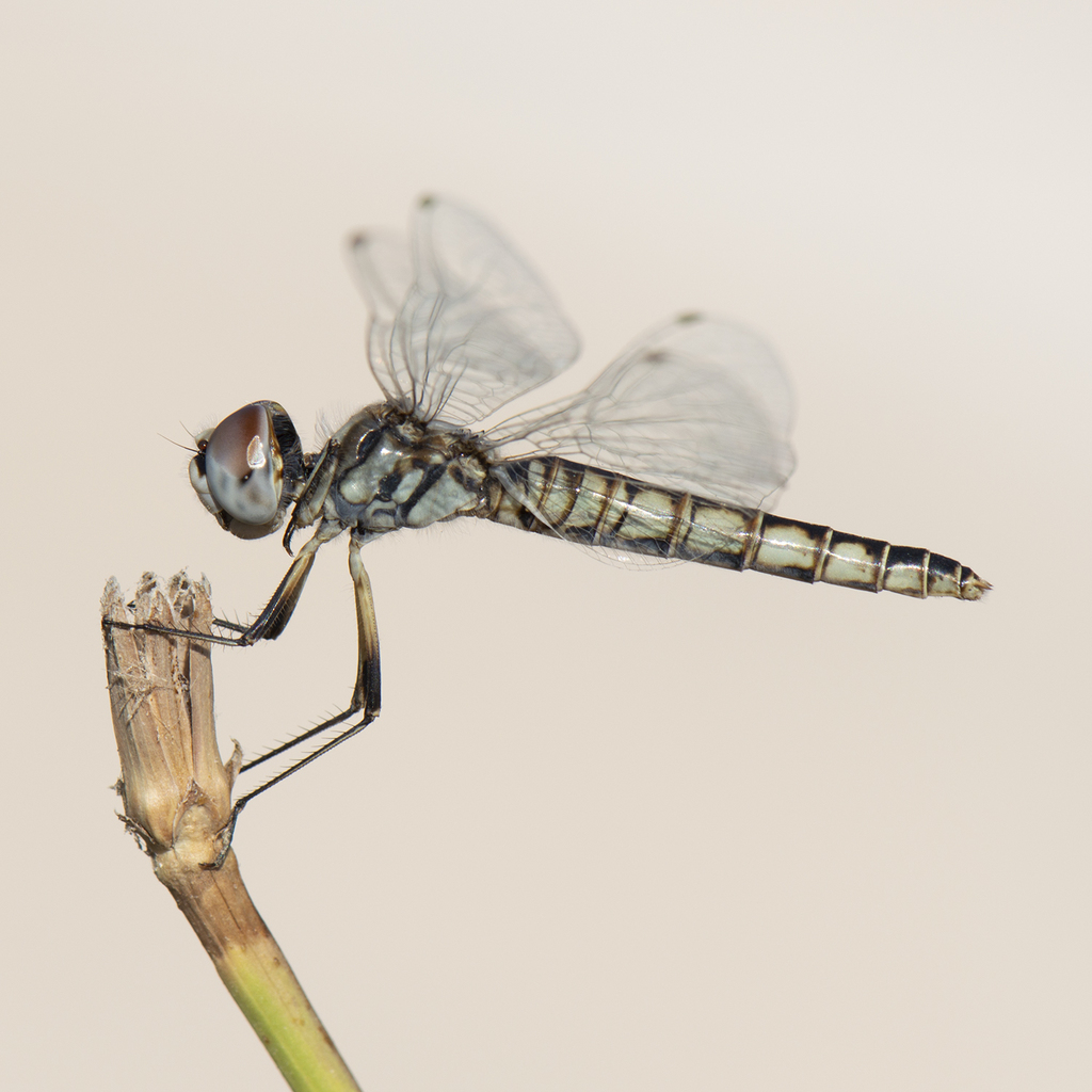 Black Pennant