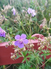 Geranium pratense