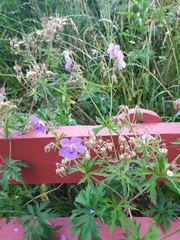 Geranium pratense