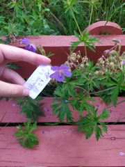 Geranium pratense