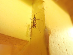 Myrmecium