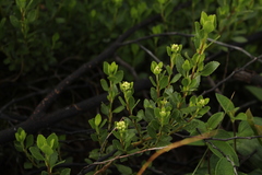 Baccharis rupicola