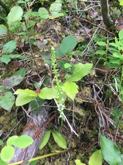 Platanthera ephemerantha