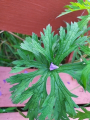 Geranium pratense