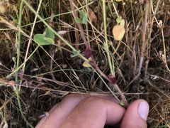 Trifolium grayi