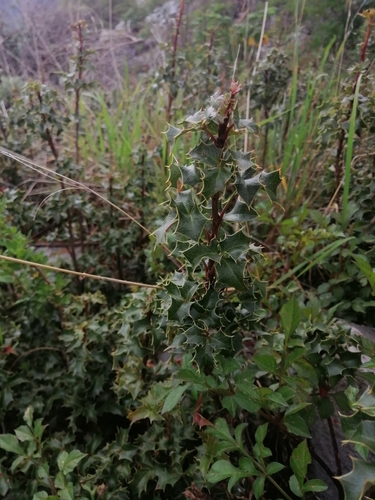 Berberis alpina (Berberis alpina)