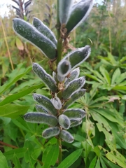 Lupinus polyphyllus