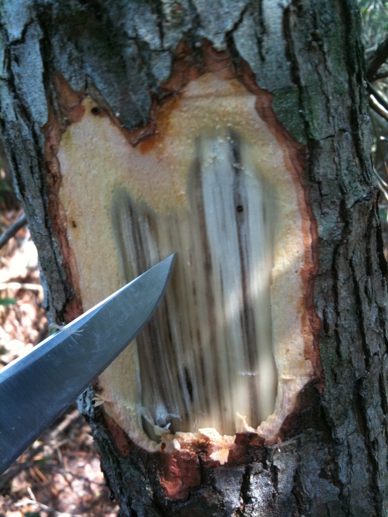 Harringtonia