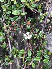 Cotoneaster morrisonensis