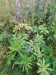 Lupinus polyphyllus