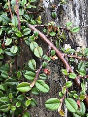 Cotoneaster morrisonensis