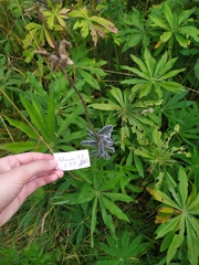 Lupinus polyphyllus