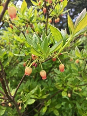 Rhododendron pilosum