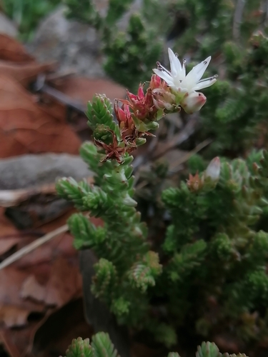 Image of Sedum moranense by (c) Erick Vélez Sánchez, some rights reserved (CC BY)