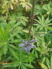 Lupinus polyphyllus