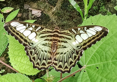 Parthenos sylvia gambrisius