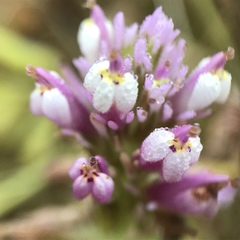 Castilleja densiflora densiflora