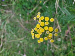 Tanacetum vulgare