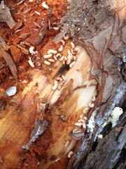 Dendroctonus terebrans