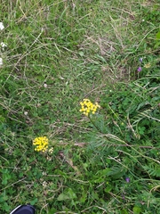 Tanacetum vulgare