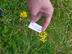Tanacetum vulgare