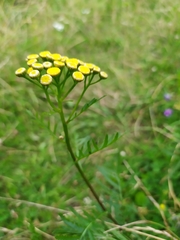 Tanacetum vulgare