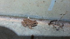 Minervarya gomantaki