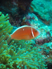 Amphiprion perideraion
