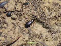 Agonum extensicolle