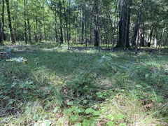 Piptochaetium avenaceum