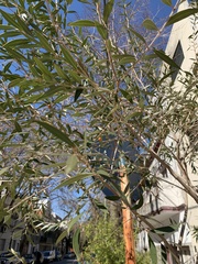 Blepharocalyx salicifolius