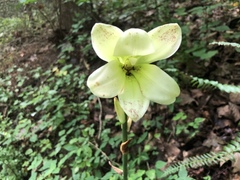 Cardiocrinum