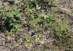 Potentilla gordiaginii