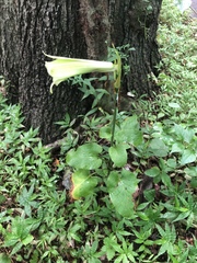 Cardiocrinum