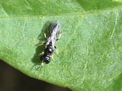 Crossocerus