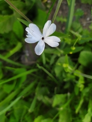 Silene latifolia