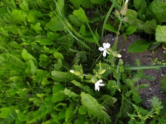 Silene latifolia