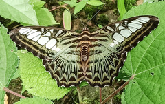 Parthenos sylvia gambrisius