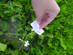 Silene latifolia