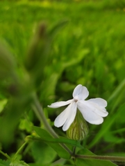 Silene latifolia