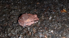 Pseudophilautus