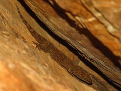 Pachydactylus kladaroderma