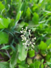 Capsella bursa-pastoris
