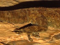 Pachydactylus kladaroderma