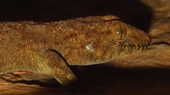 Pachydactylus kladaroderma