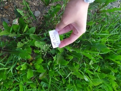 Capsella bursa-pastoris