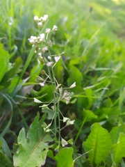 Capsella bursa-pastoris