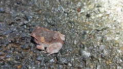 Pseudophilautus