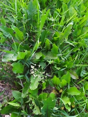 Capsella bursa-pastoris