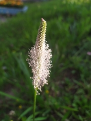 Plantago media